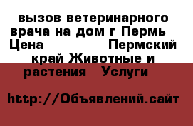 вызов ветеринарного врача на дом г.Пермь › Цена ­ 300-500 - Пермский край Животные и растения » Услуги   